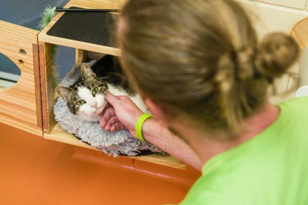 DO-Haarlemmermeer-dierenasiel-kat-medewerker-1
