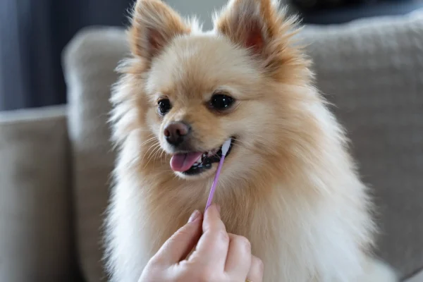 Dierenambulance-petgenoma-scaled