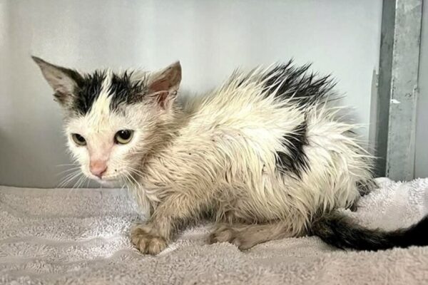 diervriendelijke-tuin-14.5c9fa3